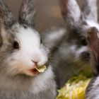 Kaninchen beim Mittagessen