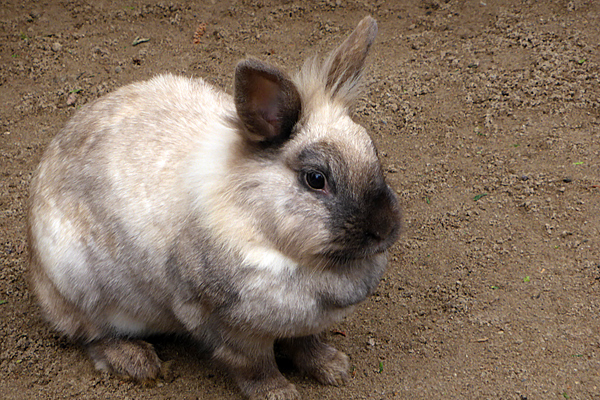 Kaninchen