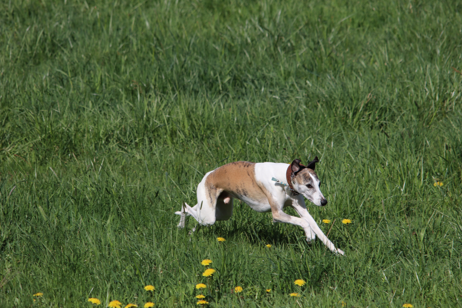 Kaninchen der Eifel............