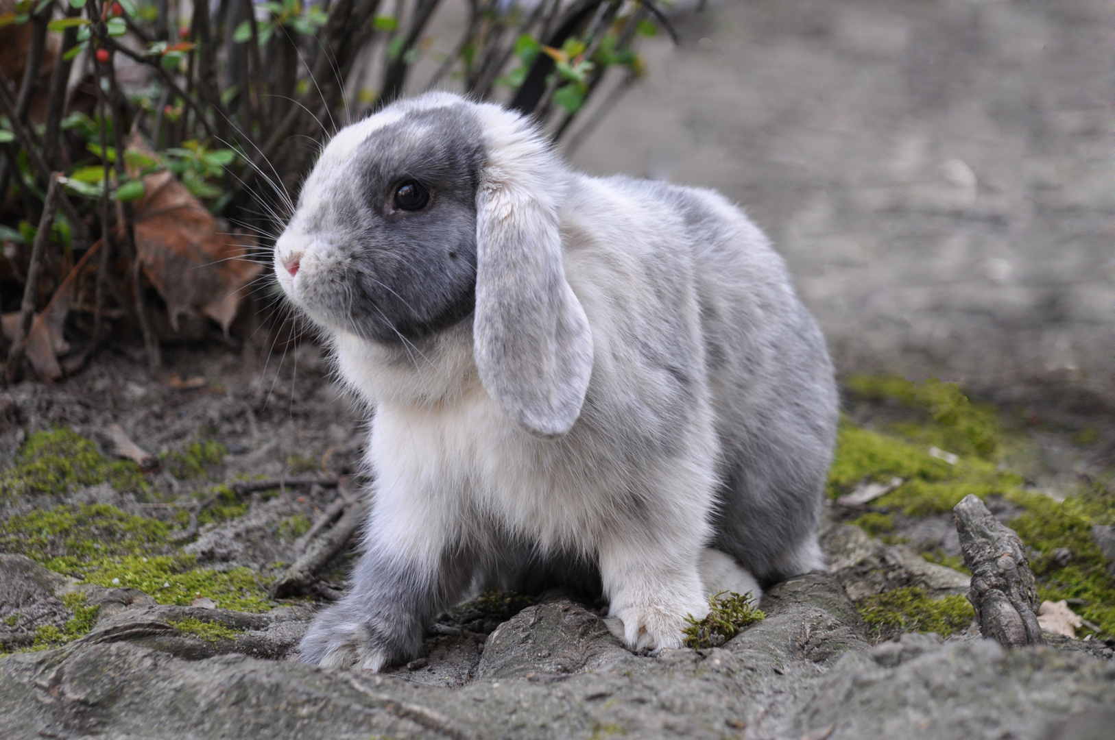 Kaninchen