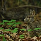 Kaninchen – Eltern, fellwechselnd und kampferprobt