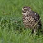 Kaninchen-Eule am frühen Morgen