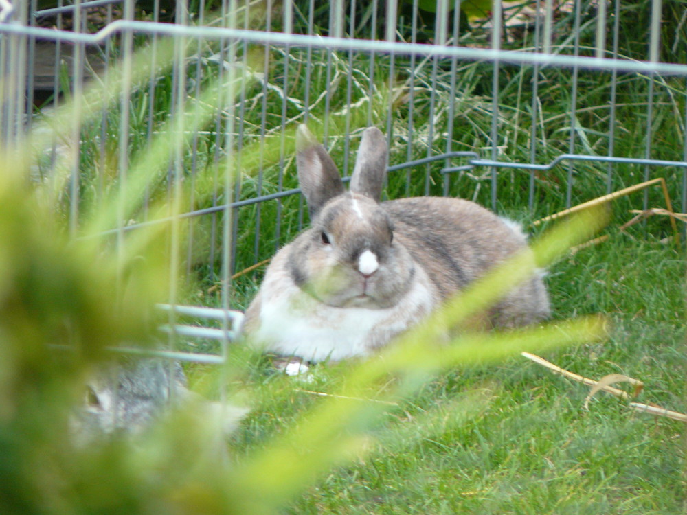 Kaninchen