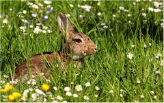 Kaninchen