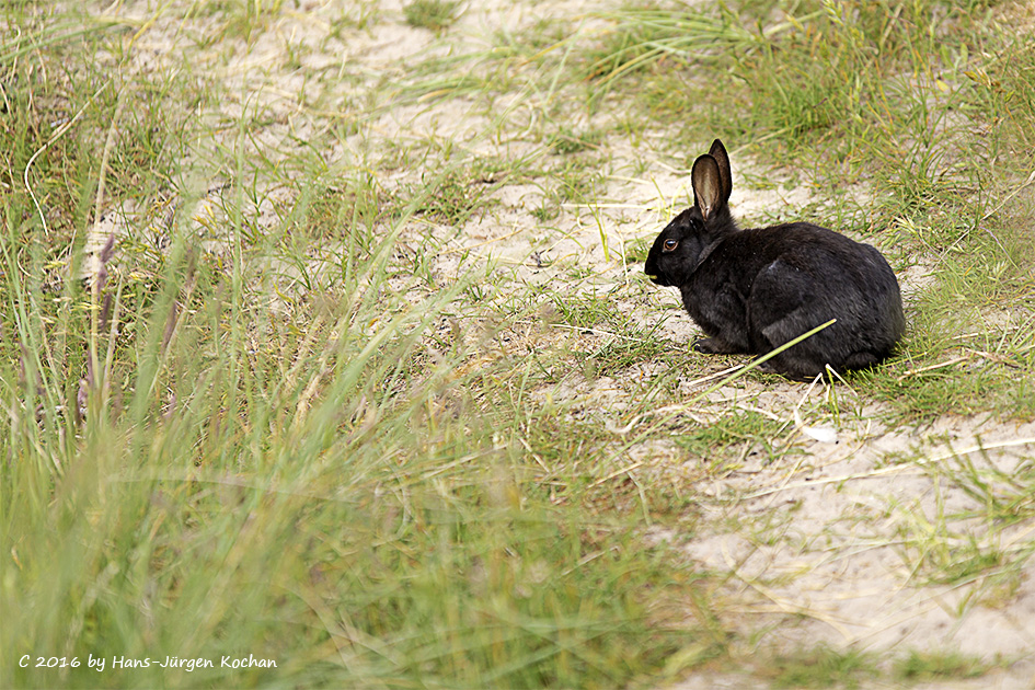 Kaninchen