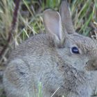 Kaninchen Fotgrafiert mit einer Ricoh WG-30 duchr ein Spektiv