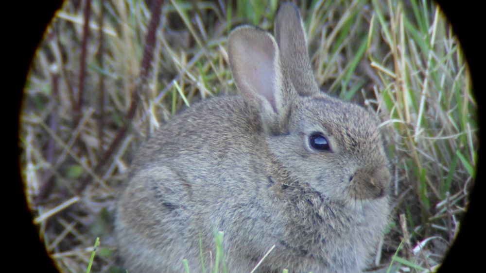 Kaninchen Fotgrafiert mit einer Ricoh WG-30 duchr ein Spektiv