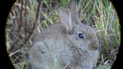 Kaninchen Fotgrafiert mit einer Ricoh WG-30 duchr ein Spektiv