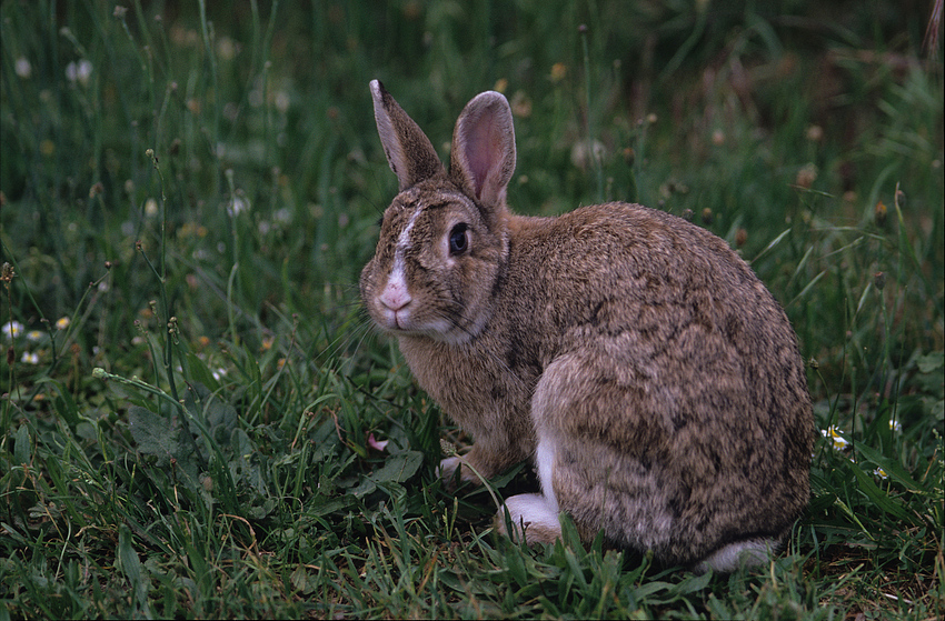 Kaninchen-Gesellschaft