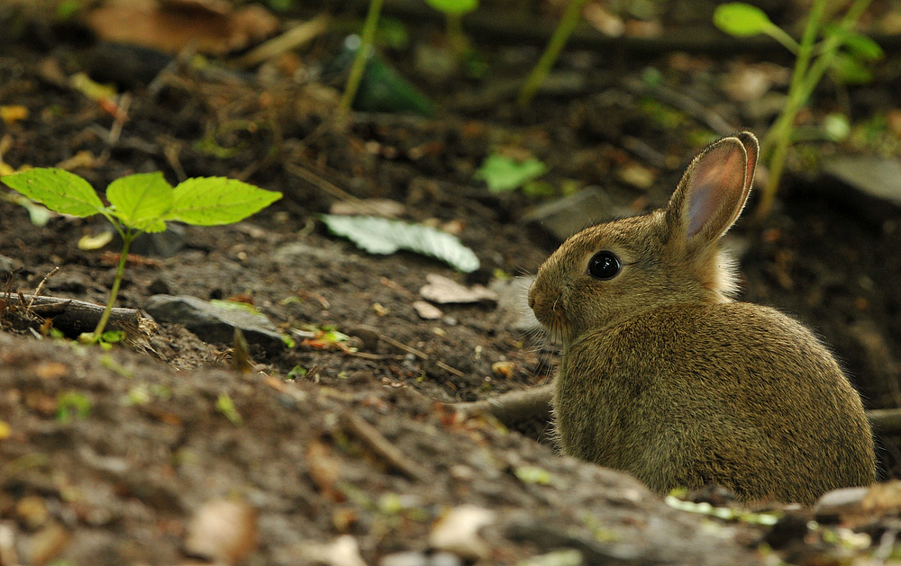 Kaninchen – Grube 01