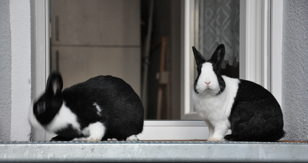 Kaninchen - Headbanging