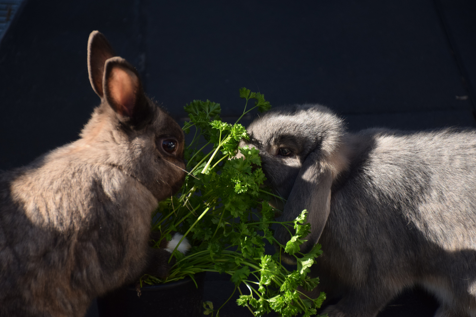 Kaninchen Heinrich und Mathilda