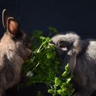 Kaninchen Heinrich und Mathilda