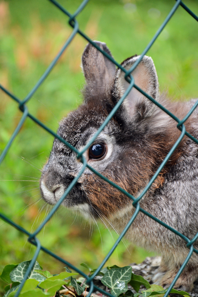 Kaninchen hinter Gitter ...