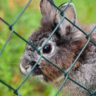 Kaninchen hinter Gitter ...