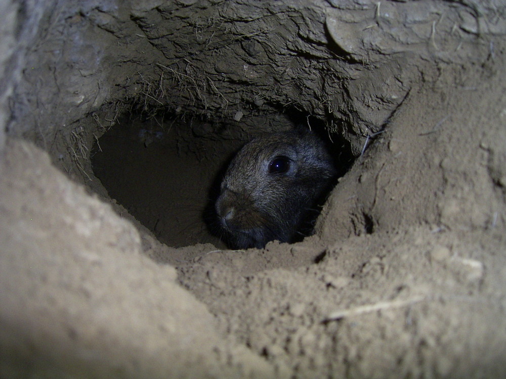 Kaninchen im Bau