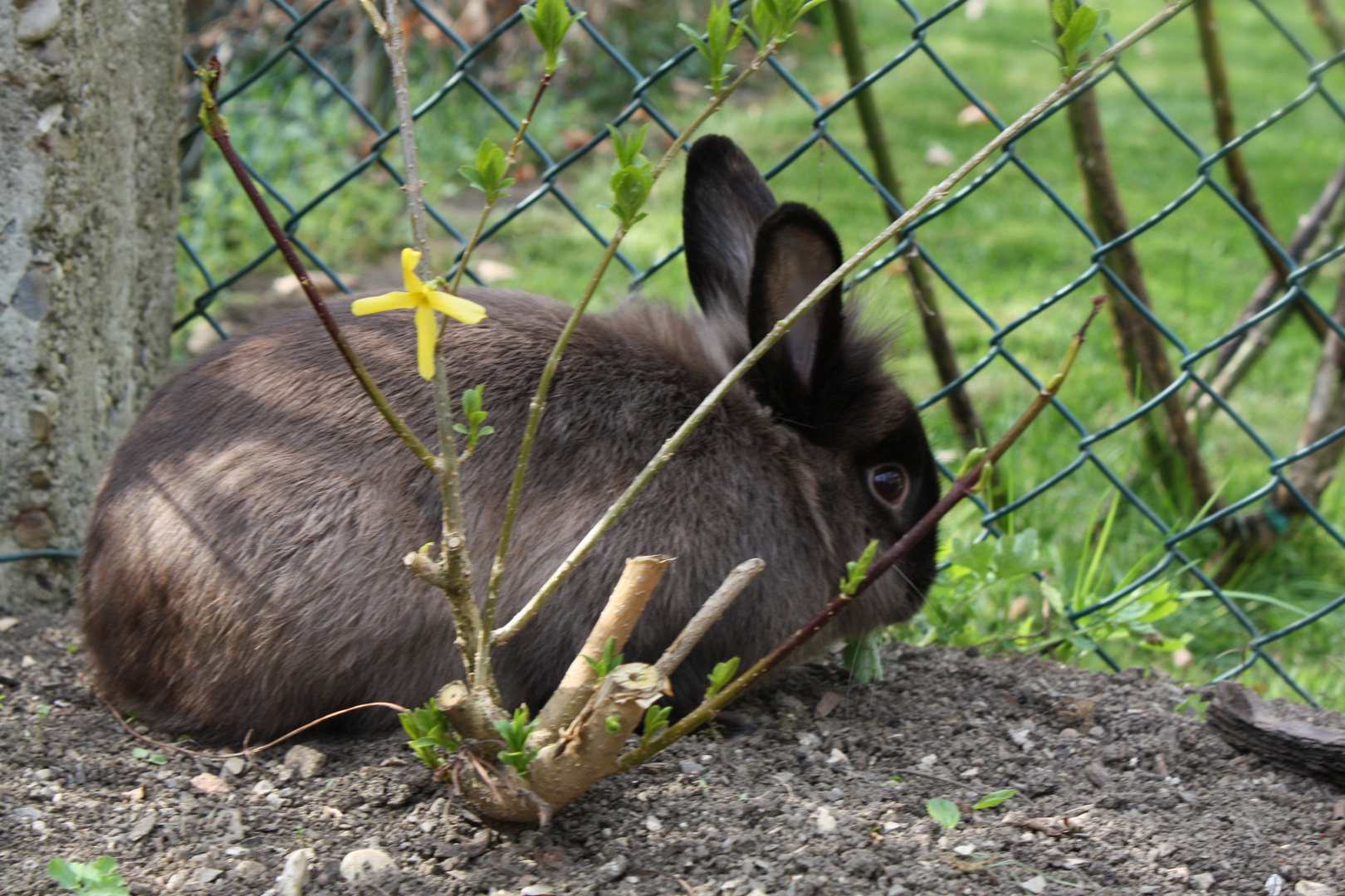 Kaninchen im Garten