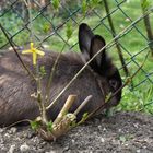 Kaninchen im Garten