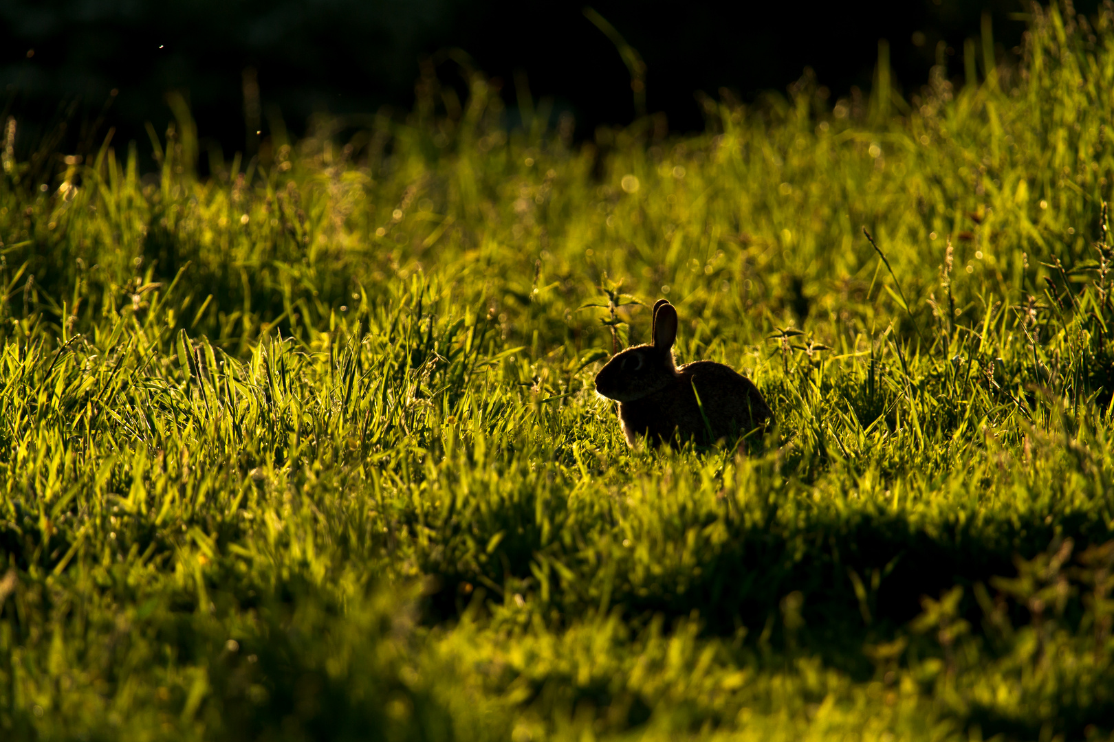 Kaninchen im Gegenlicht