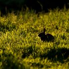 Kaninchen im Gegenlicht