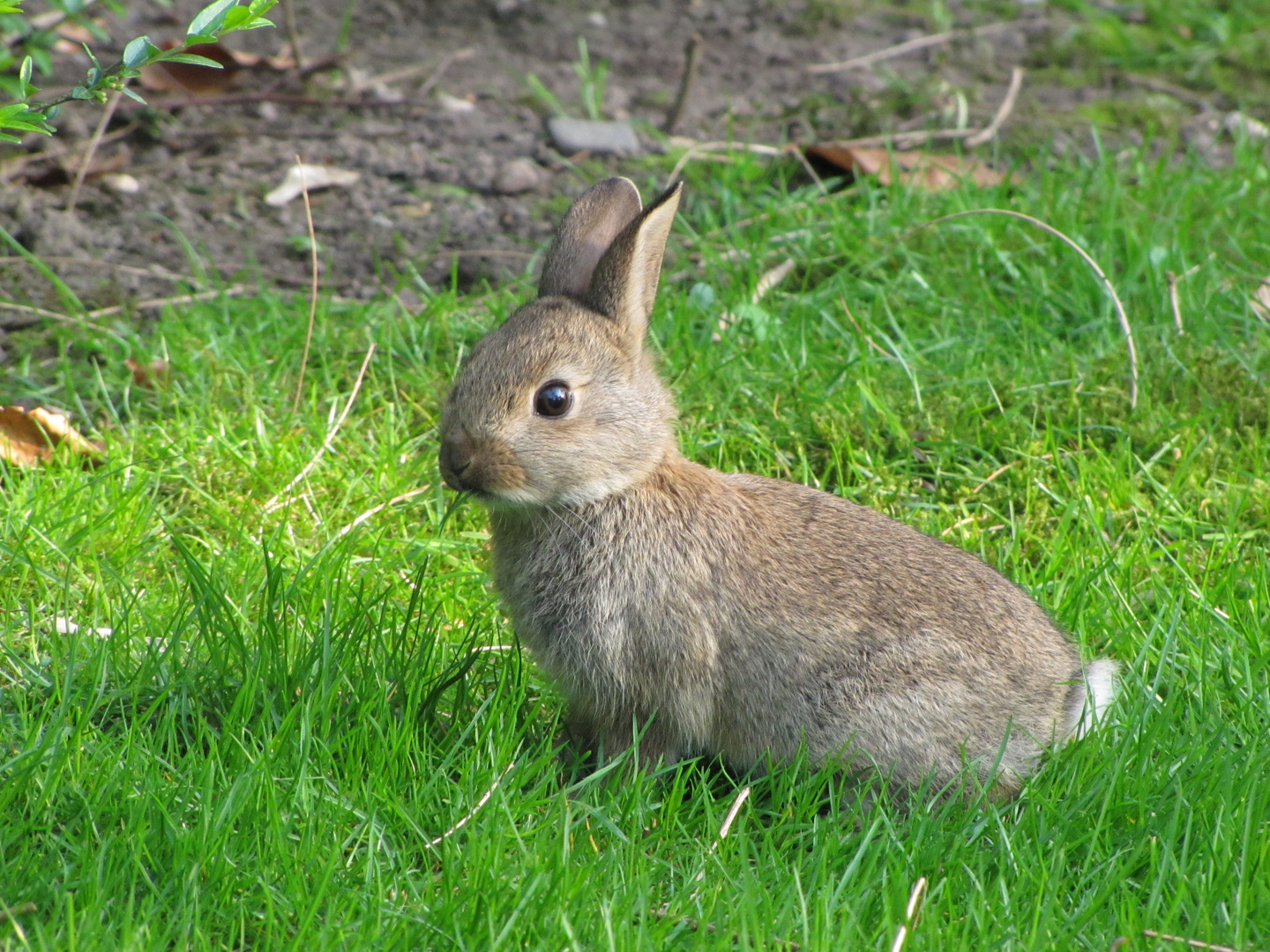 Kaninchen im Glück