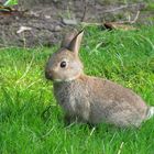 Kaninchen im Glück