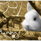 Kaninchen im Kinderwagen [B]