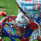 Kaninchen im Kinderwagen