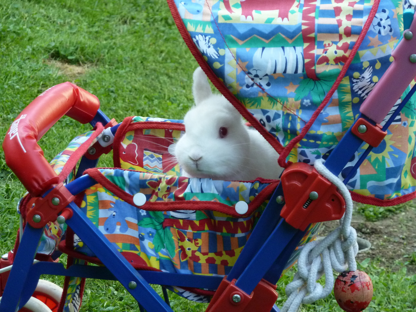 Kaninchen im Kinderwagen [Orginal]