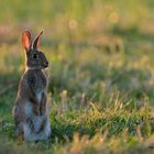 Kaninchen im Morgenlicht