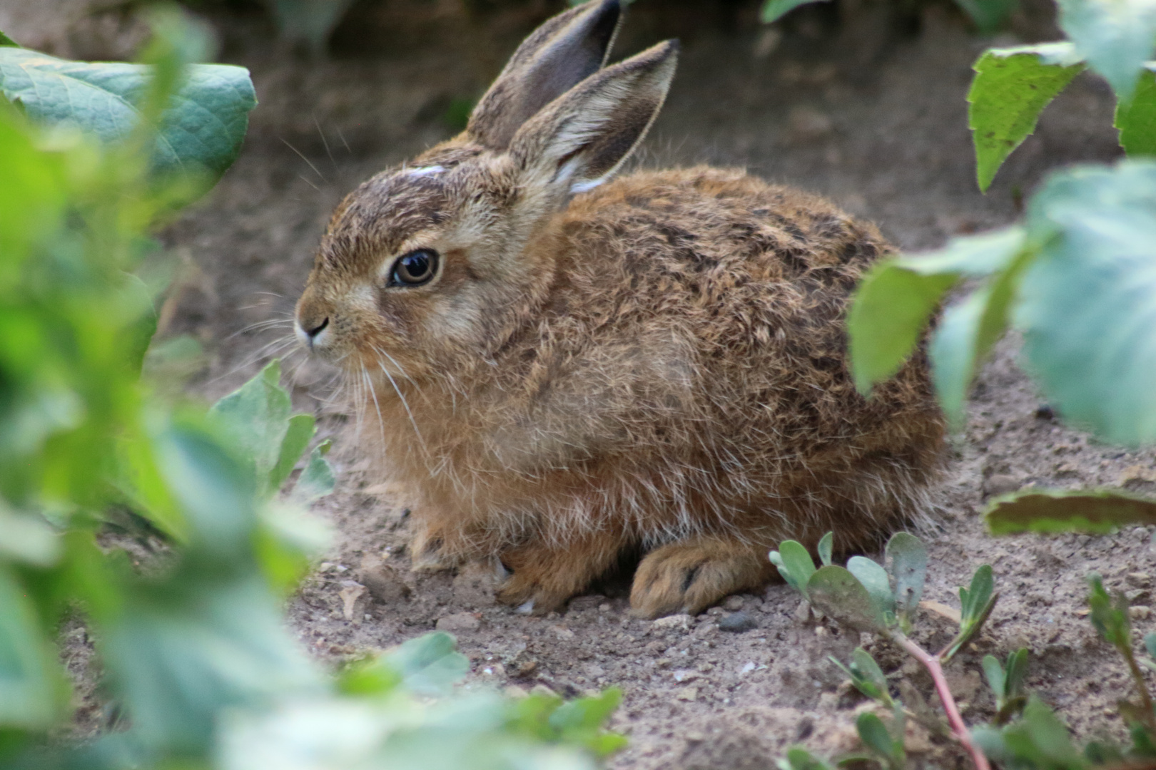 Kaninchen im Park