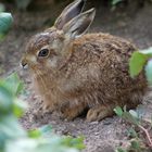 Kaninchen im Park