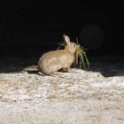 Kaninchen im Pferdeunterstand