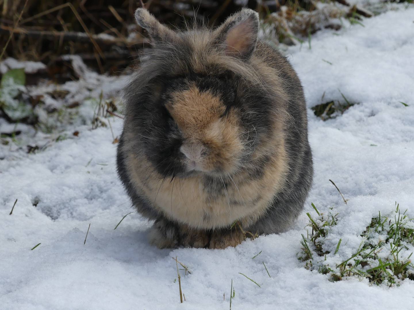 Kaninchen im Schnee