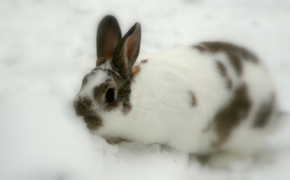 Kaninchen im Schnee