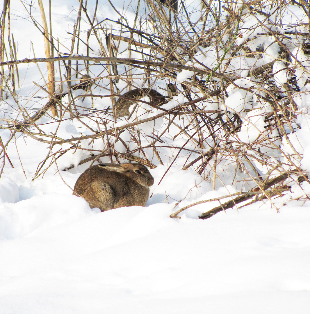 Kaninchen im Schnee ... !