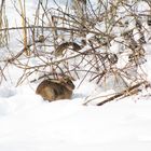 Kaninchen im Schnee ... !