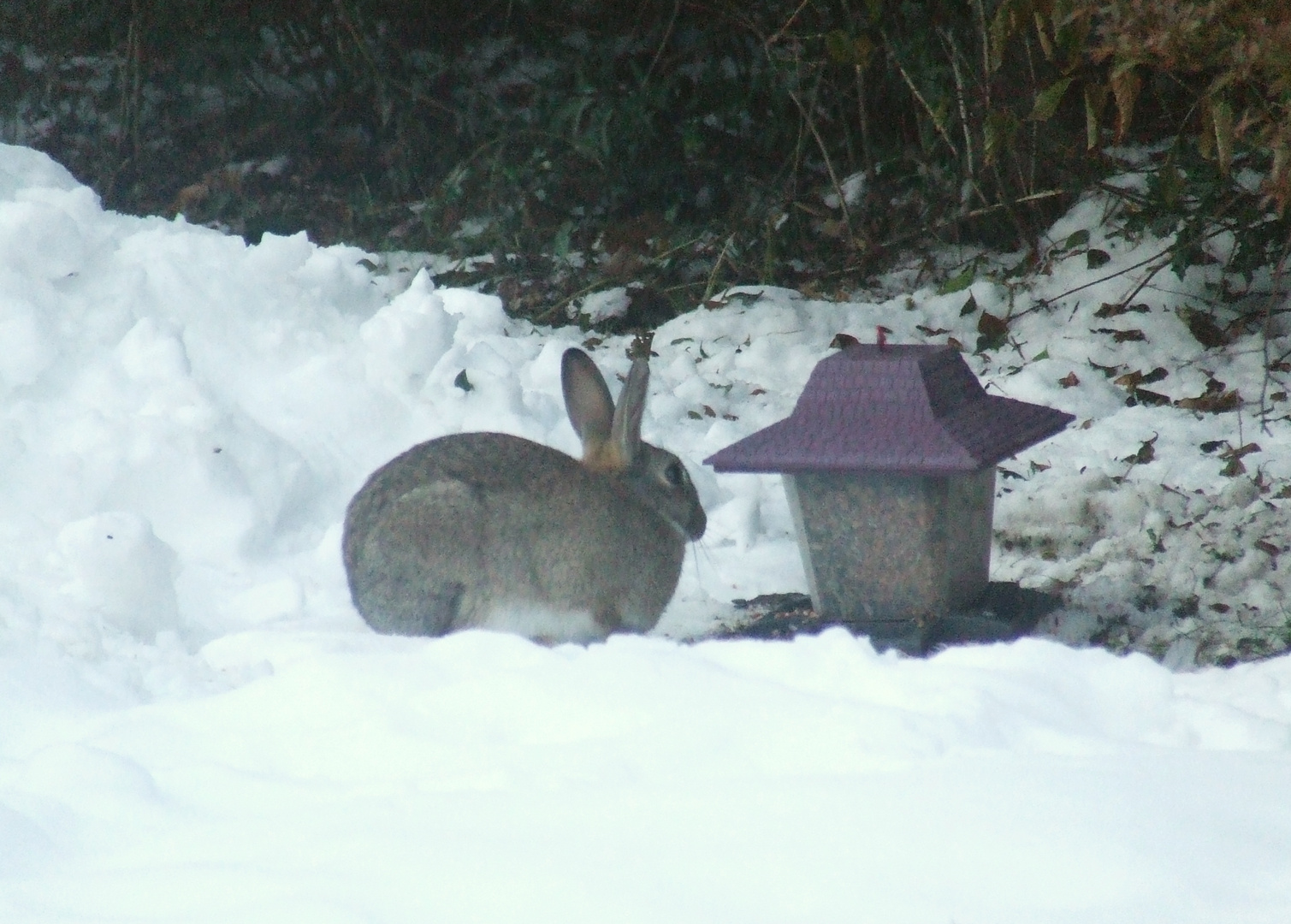 Kaninchen im Schnee