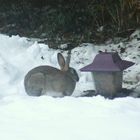 Kaninchen im Schnee