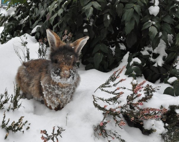 Kaninchen im Schnee