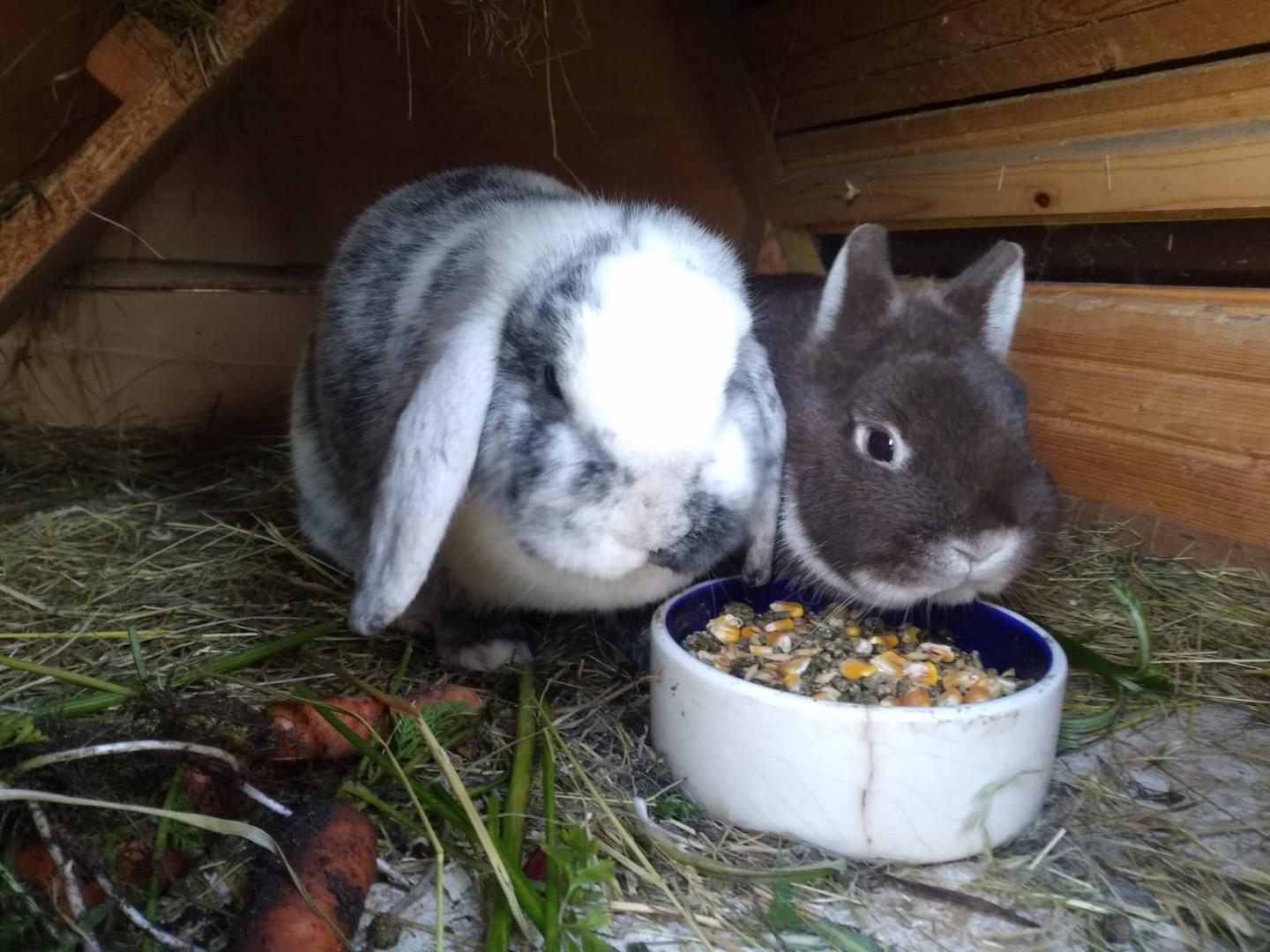 Kaninchen im Stall