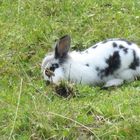 Kaninchen im Stubaital