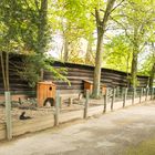 Kaninchen imTierpark 