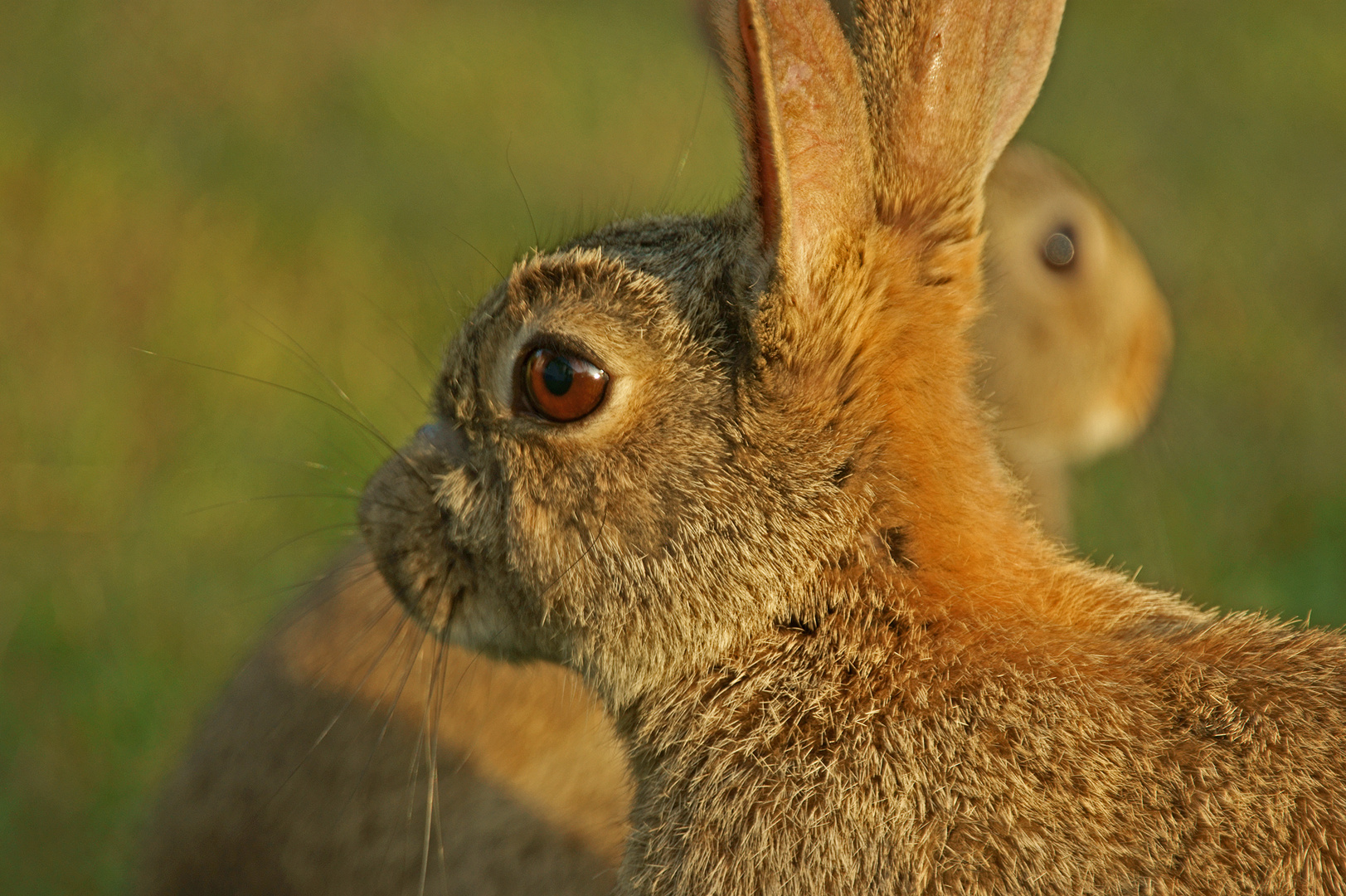 Kaninchen in der Abendsonne