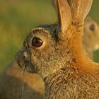 Kaninchen in der Abendsonne