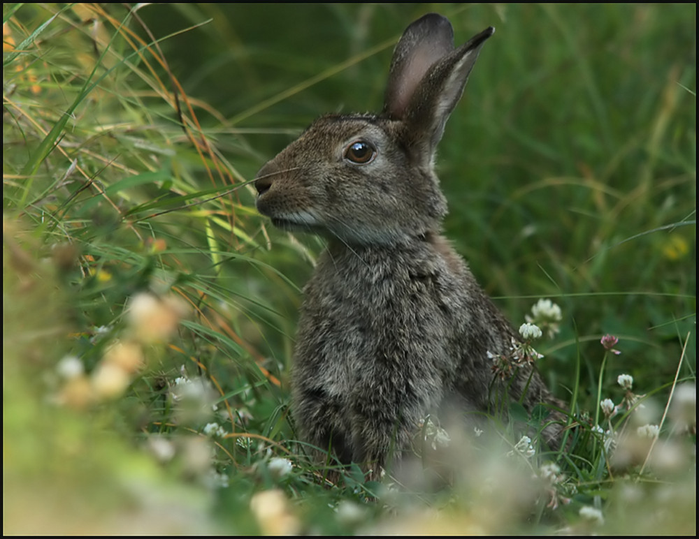 Kaninchen in der Sommerwiese