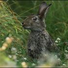 Kaninchen in der Sommerwiese