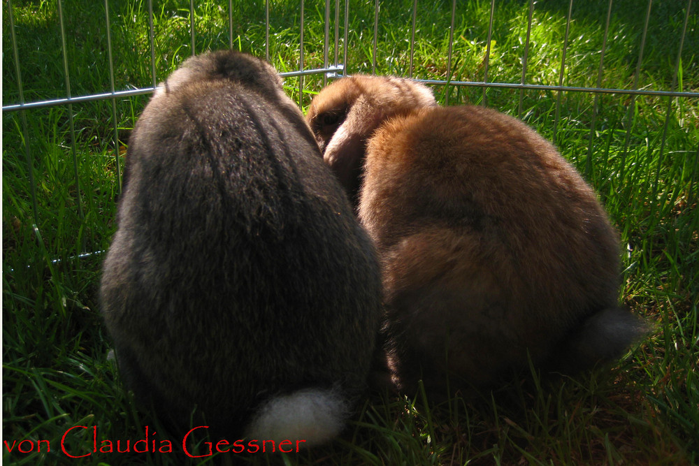 Kaninchen in der Sonne