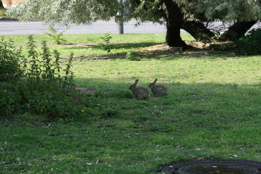 Kaninchen in der Stadt