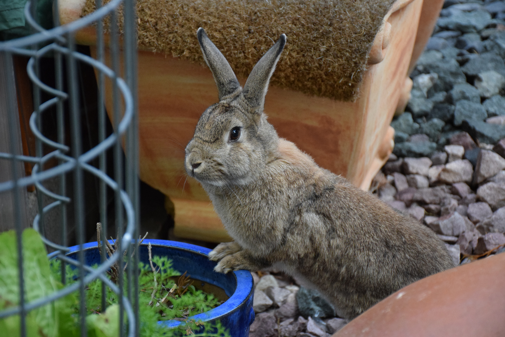 Kaninchen Isolde 